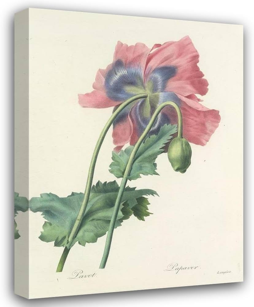 Amazon.com: Pierre Joseph Redouté 35x48 Huge Gallery Wrapped